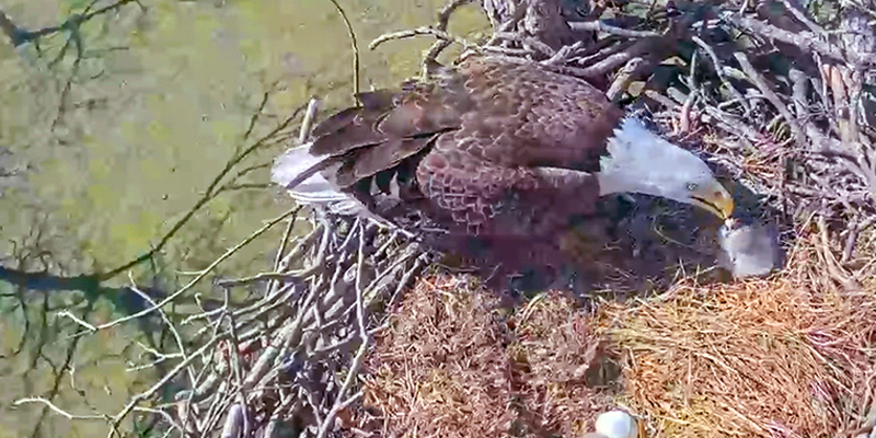 Avian Facility Counts On UScellular® Reliable Network To Broadcast Live Eagle Cam